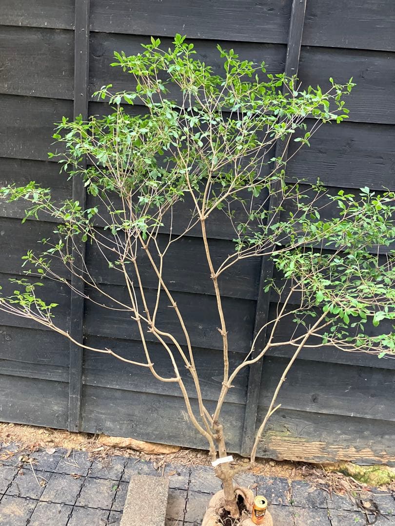 61 山採り　ドウダンツツジ