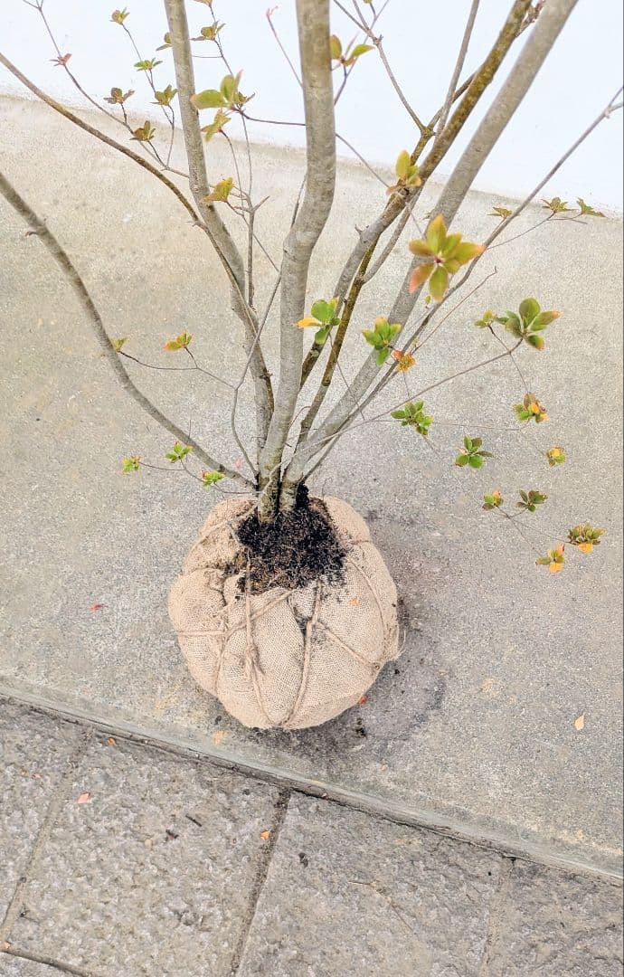 珠玉。。山採りドウダンツツジ。