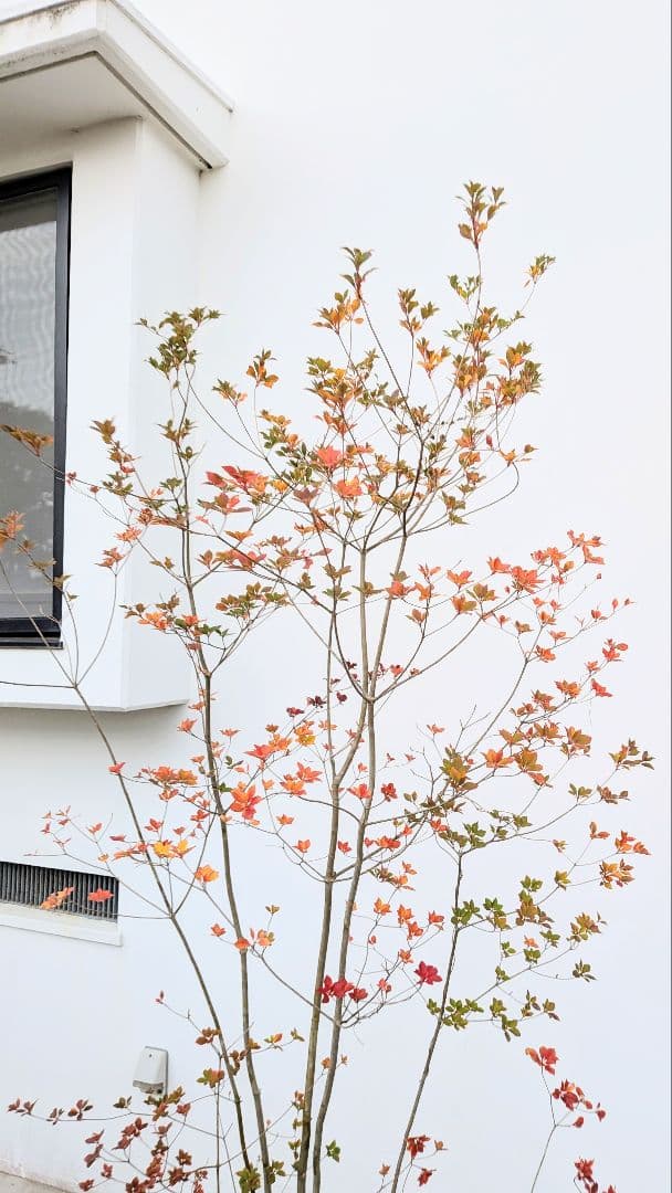 珠玉。。山採りドウダンツツジ。