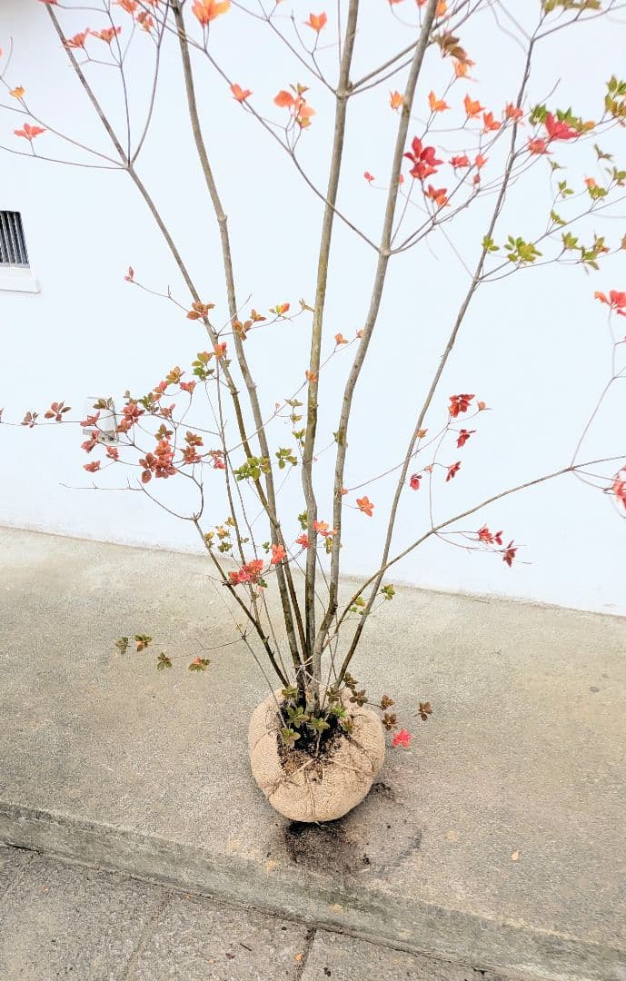 珠玉。。山採りドウダンツツジ。