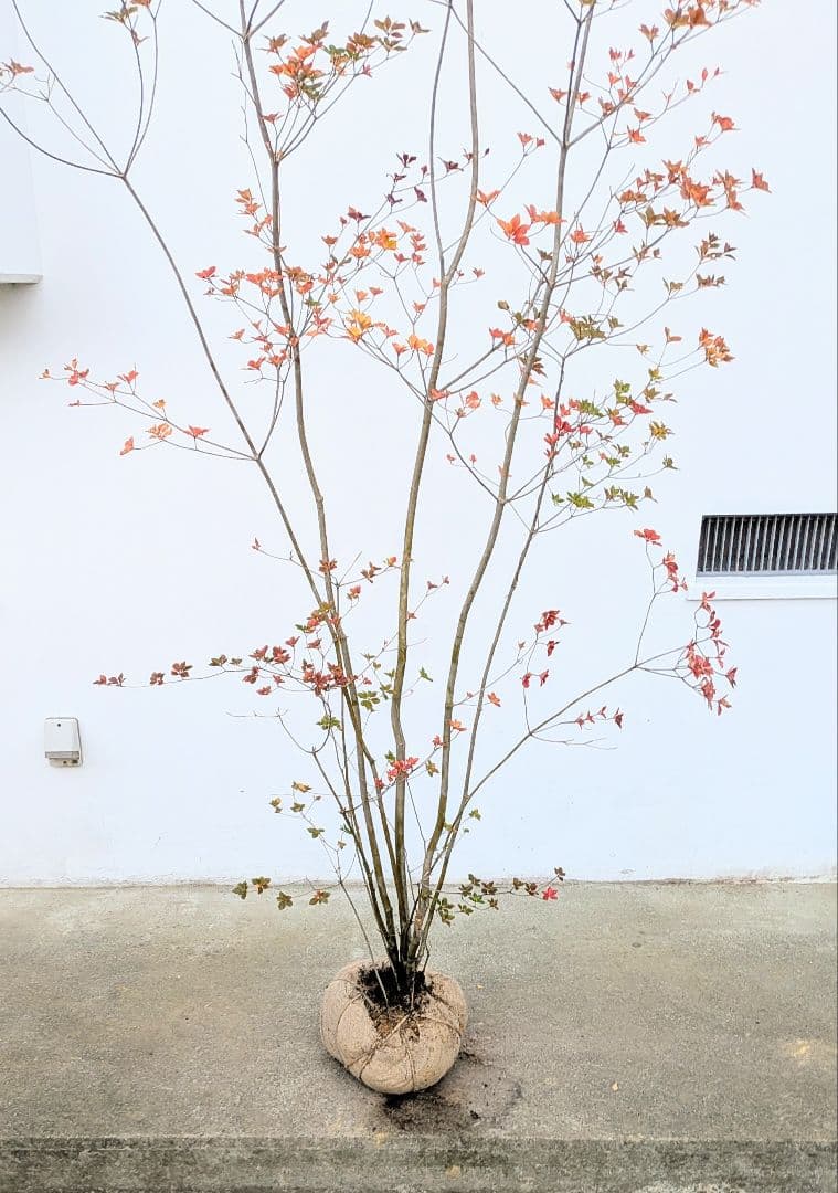 珠玉。。山採りドウダンツツジ。