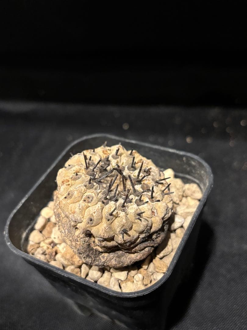 発根済み 孤竜丸 コピアポア シネレア コルムナアルバ copiapoa