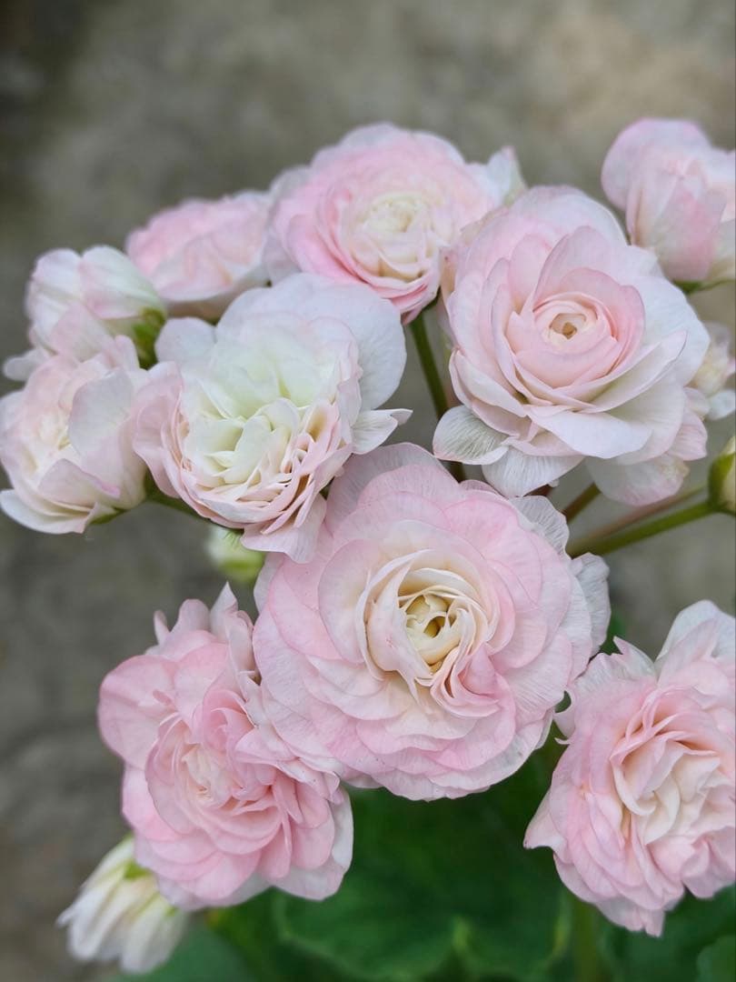 珍しいバラ咲きゼラニウム苗