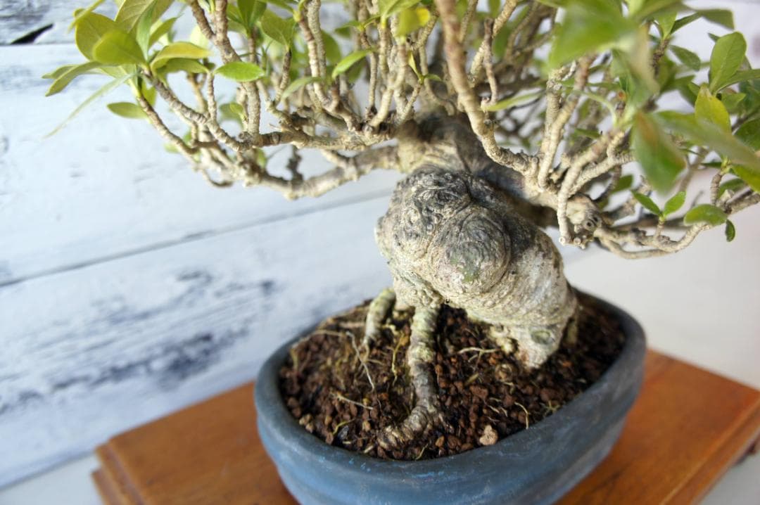 盆栽 『クチナシ』 花 インテリア 観葉植物 ガーデニング 送料無料 b071