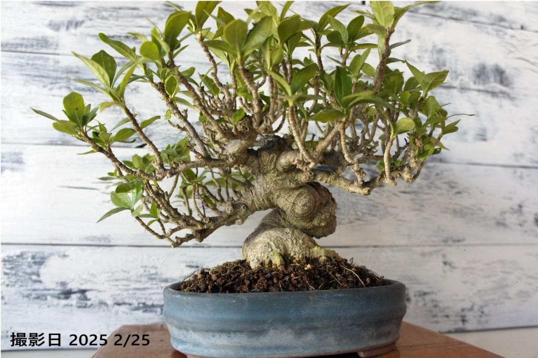 盆栽 『クチナシ』 花 インテリア 観葉植物 ガーデニング 送料無料 b071