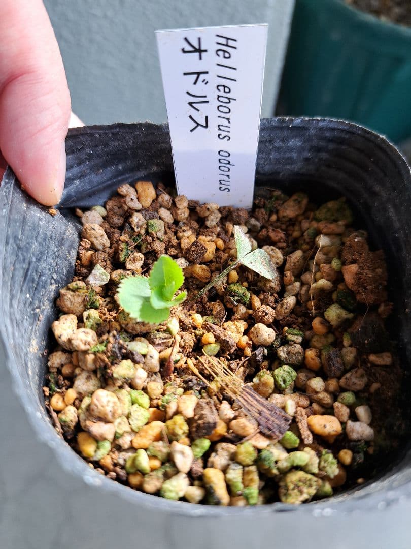 二*庵様 クリスマスローズ 原種 6株セット