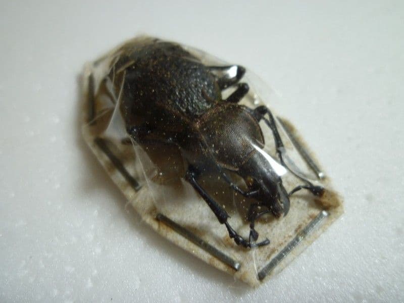 イシズカカブリモドキ♂/C.ishizukai/四川省.巫山産/39.5mm