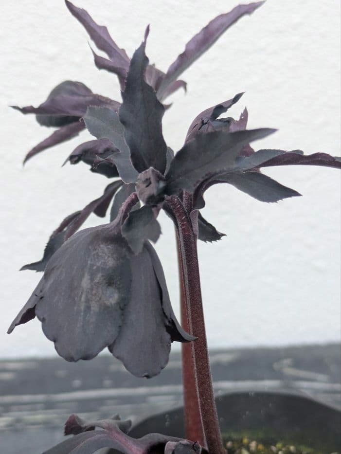 【漆黒極上個体】広瀬園芸　クリスマスローズ　ブラックマジックdd