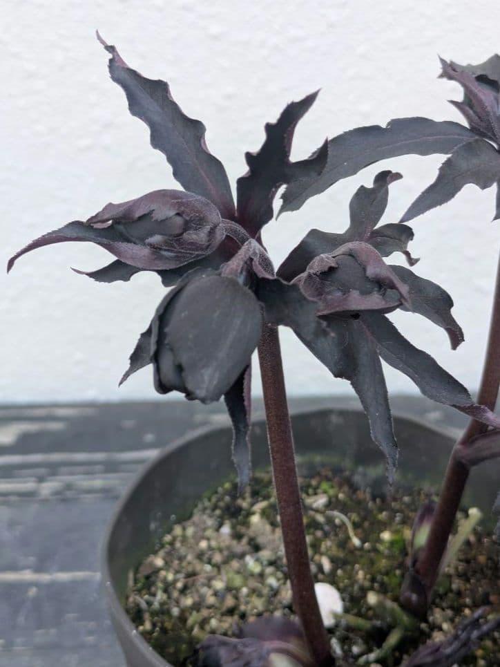 【漆黒極上個体】広瀬園芸　クリスマスローズ　ブラックマジックdd