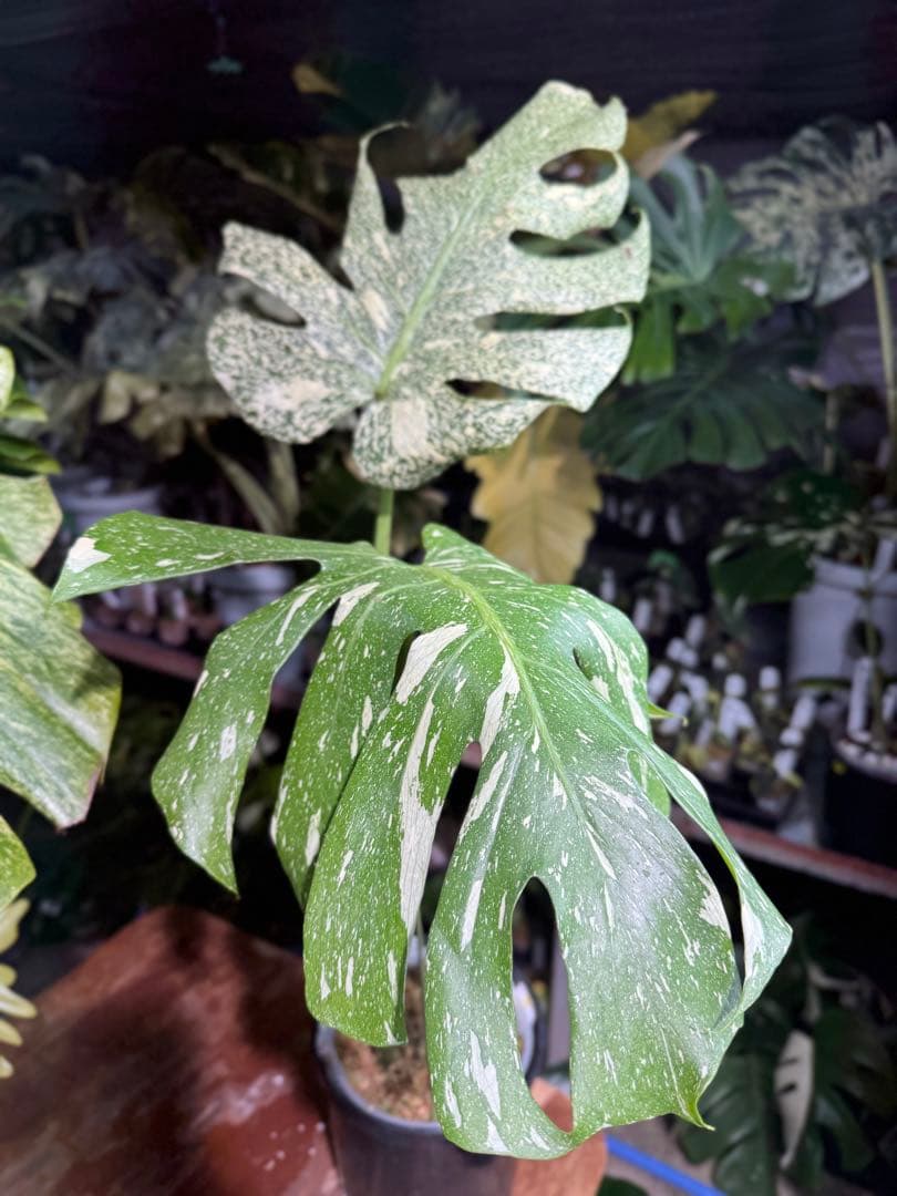 わ*ち様 1モンステラ　タイコンステレーション　スターライト