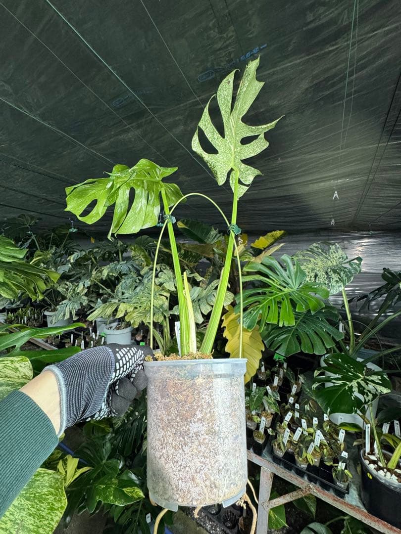 わ*ち様 1モンステラ　タイコンステレーション　スターライト