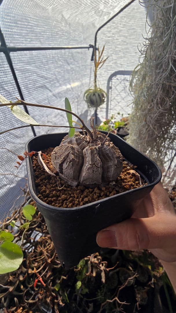 【長谷川園芸】亀甲竜　大きめサイズ