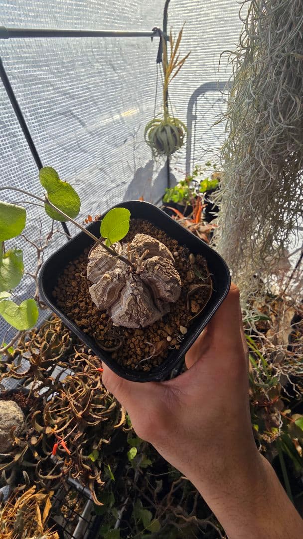 【長谷川園芸】亀甲竜　大きめサイズ