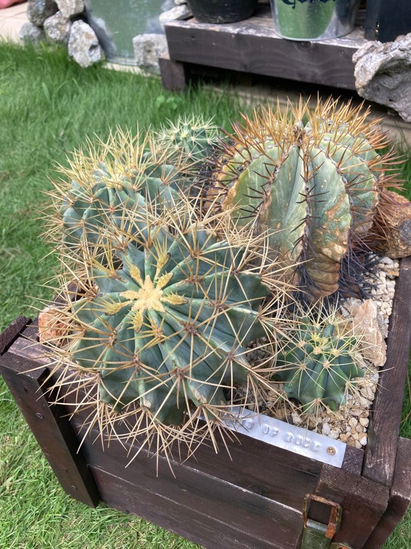 フェロカクタス王冠竜セット！ハビタット◇ドライガーデン多肉サボテン南国アガベ