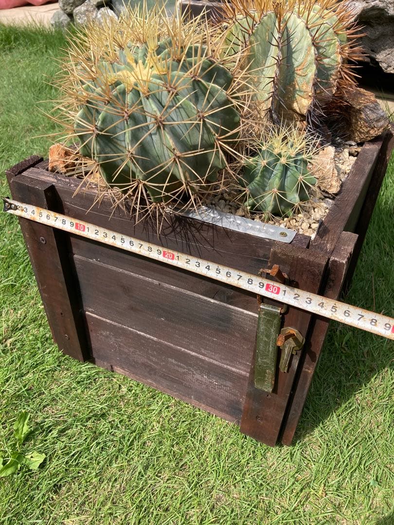 フェロカクタス王冠竜セット！ハビタット◇ドライガーデン多肉サボテン南国アガベ