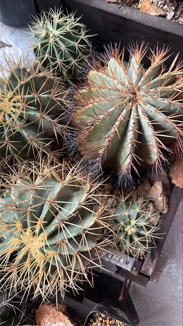 フェロカクタス王冠竜セット！ハビタット◇ドライガーデン多肉サボテン南国アガベ