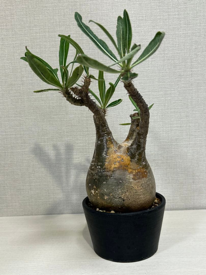 パキポディウム•グラキリス③ 現地球　現地株　発根済み　塊根植物