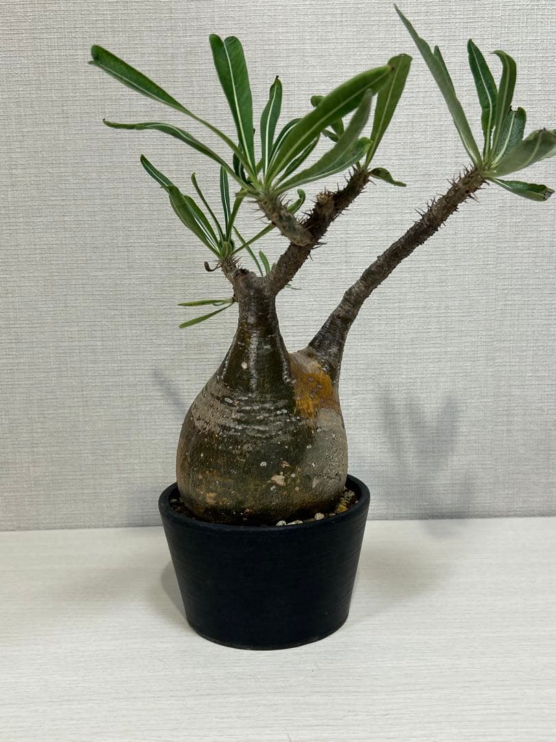 パキポディウム•グラキリス③ 現地球　現地株　発根済み　塊根植物