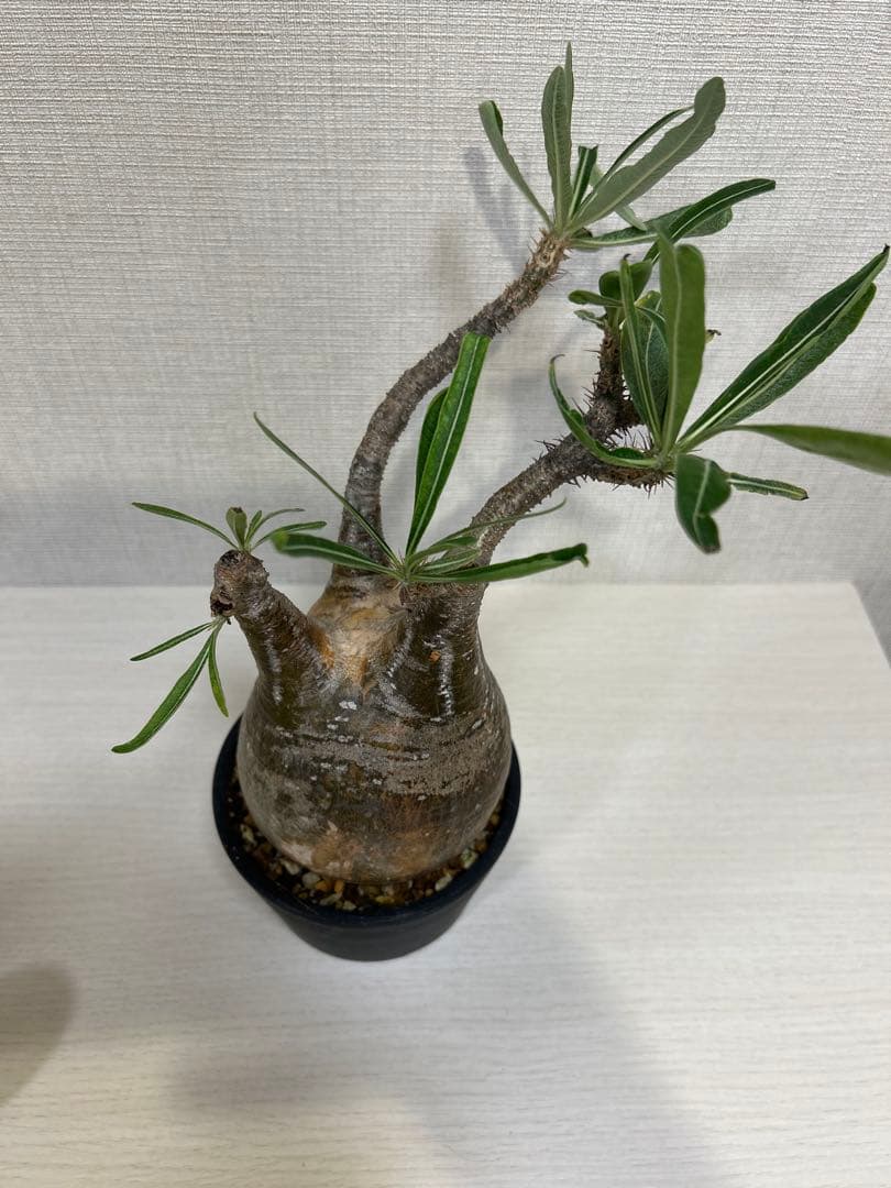 パキポディウム•グラキリス③ 現地球　現地株　発根済み　塊根植物