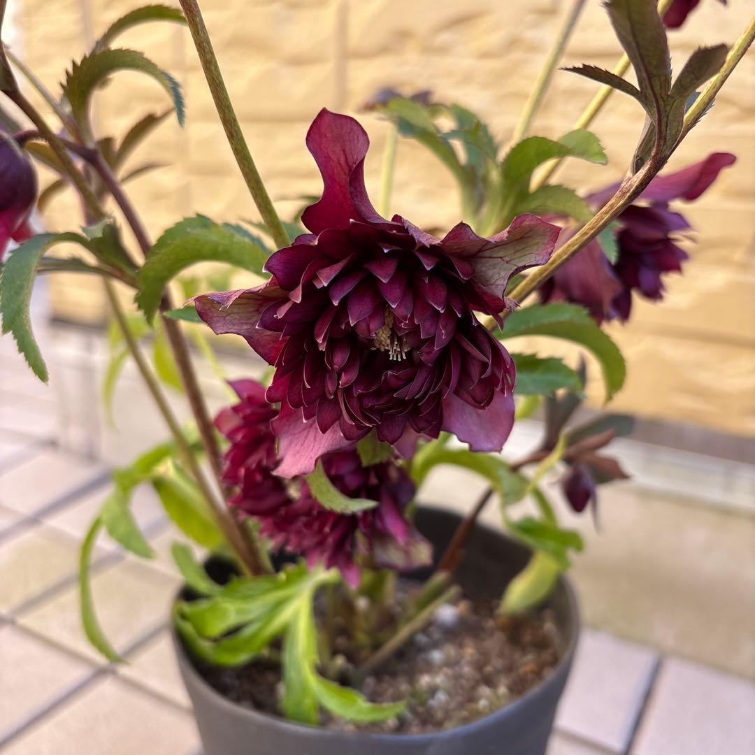 まい　広瀬園芸　レッドクレオパトラ