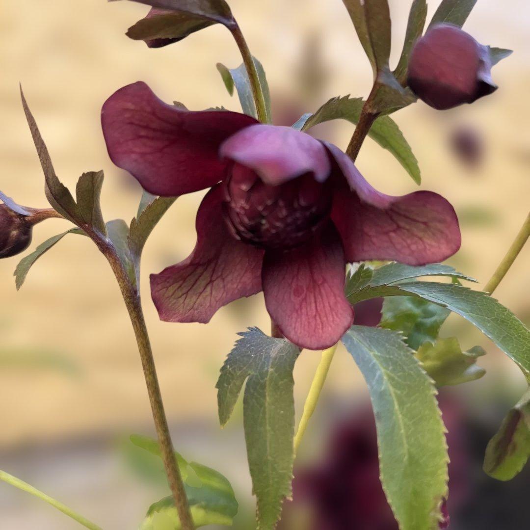 まい　広瀬園芸　レッドクレオパトラ