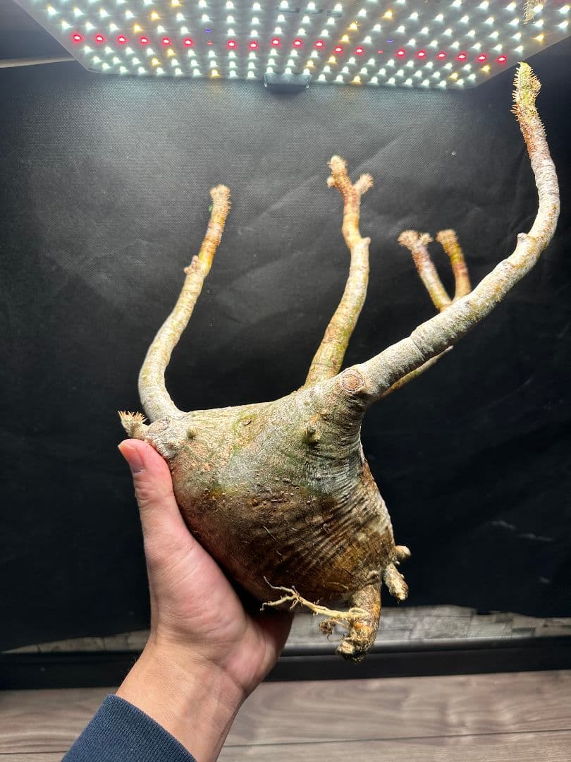 【パキポディウム_グラキリス】グラキリス 現地球 大サイズ 37