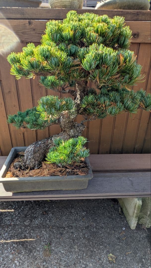ハ*グ様 福島 五葉松 盆栽