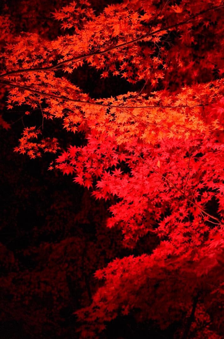 Leica T（Typ701）＋ Sigma 18-50mm f2.8 DC