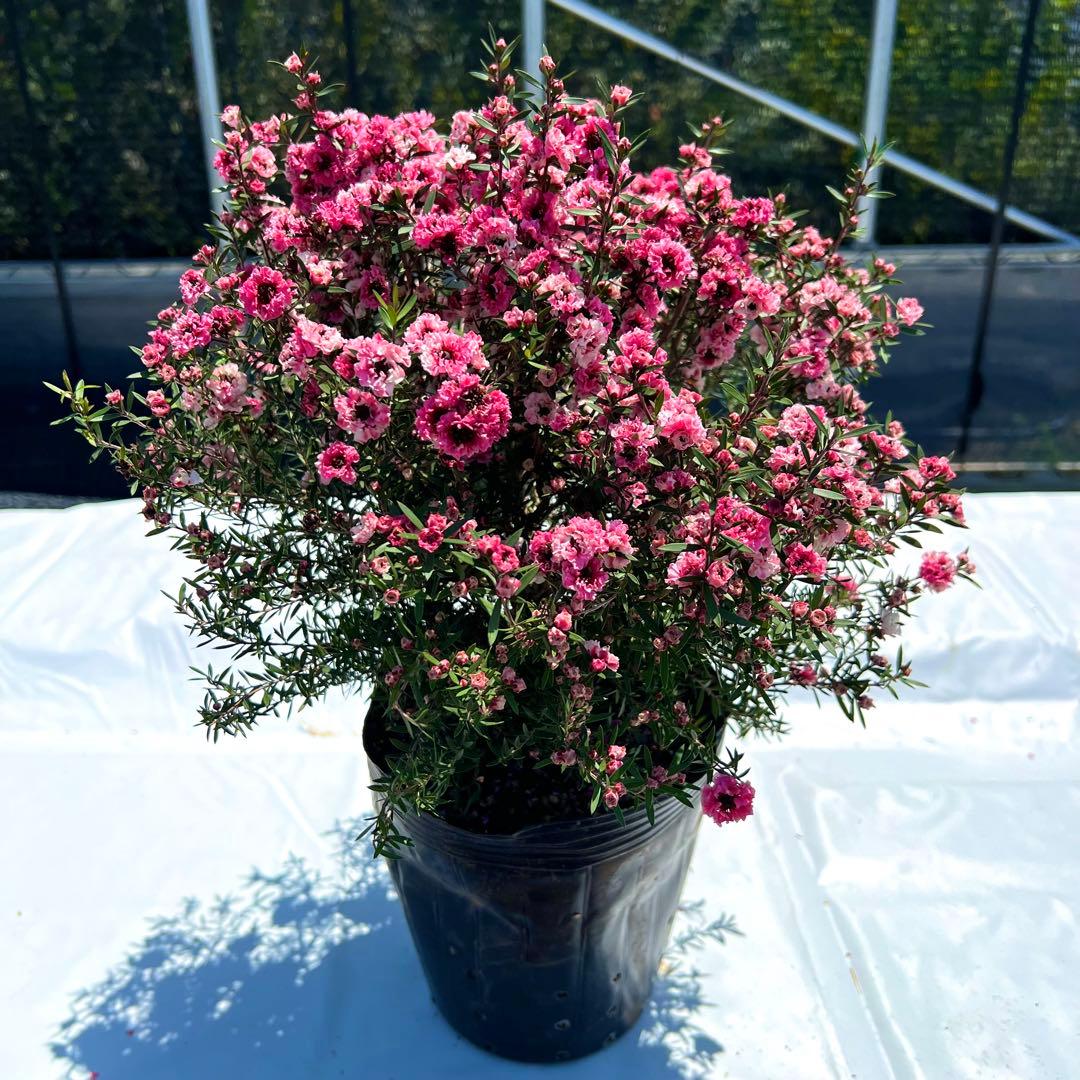 【マヘ】ギョリュウバイ　御柳梅　レプスペルマム　5本セット