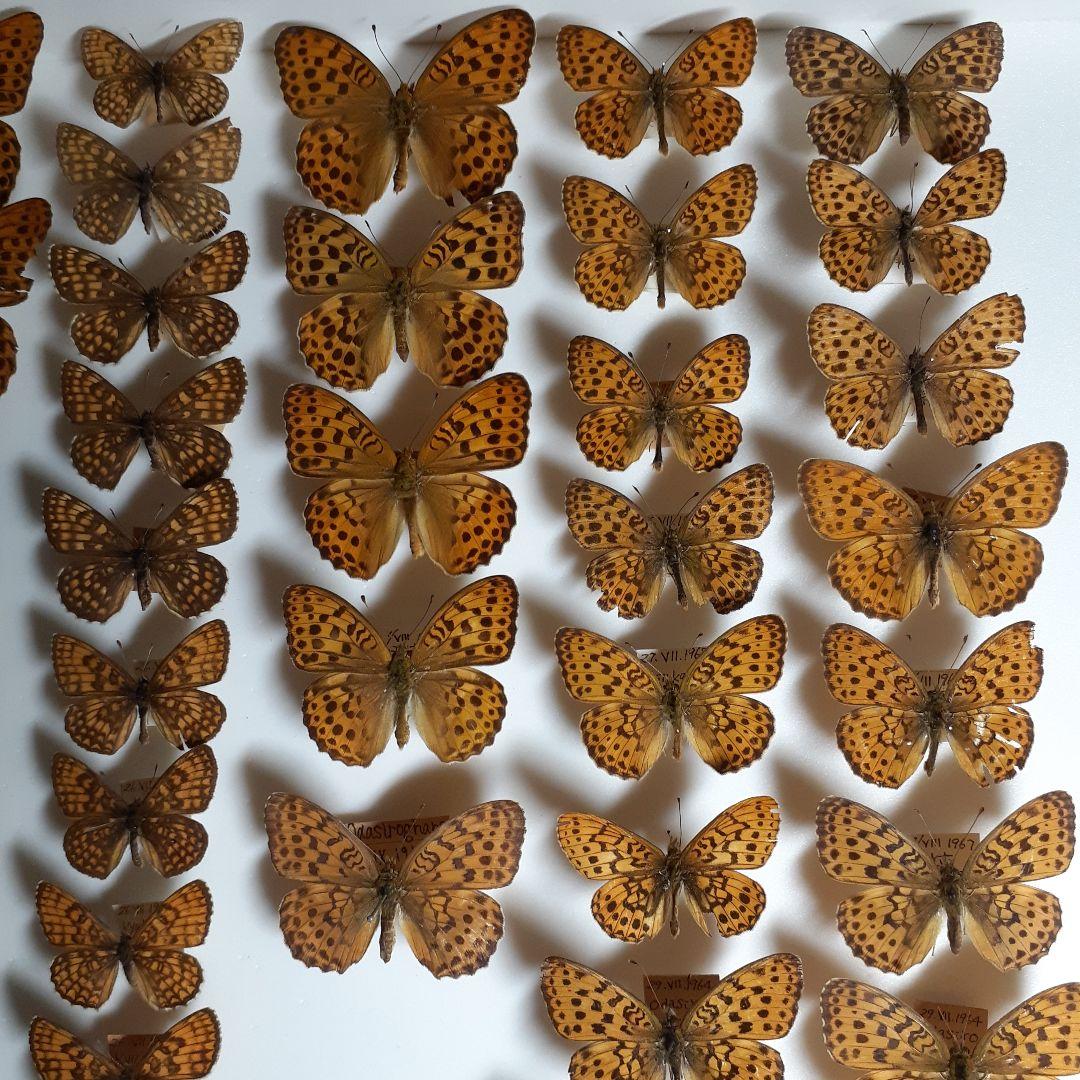 蝶標本　ヒョウモンチョウ類　12種114頭。大型ドイツ標本箱２箱入りセット