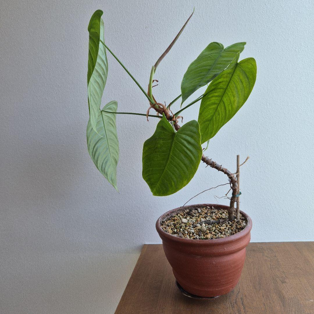 フィロデンドロン テヌー ビカクシダ アンスリウム ベイチー モンステラ