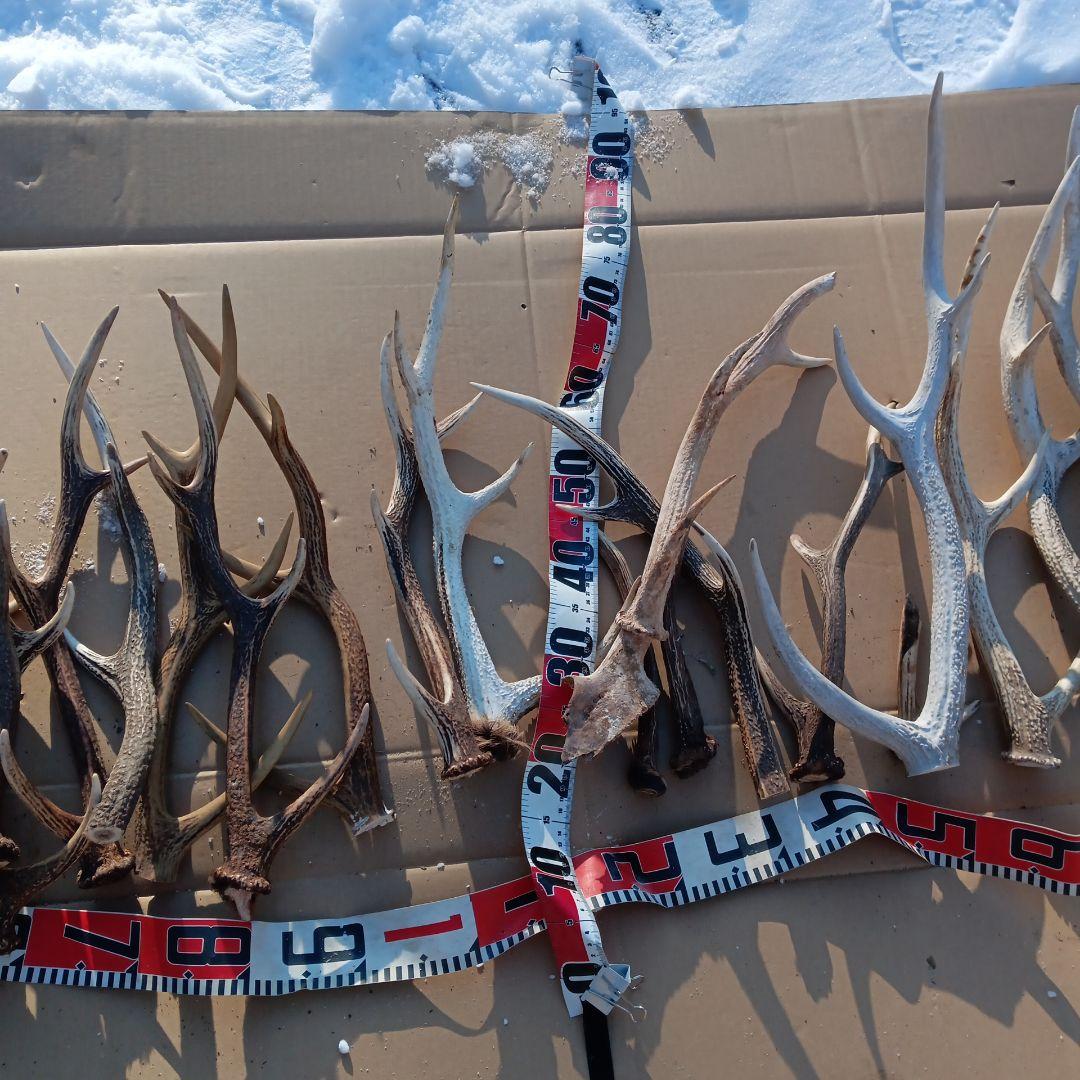 ク*ト様 蝦夷鹿の角 　犬のおもちゃ 工芸品などに 8番