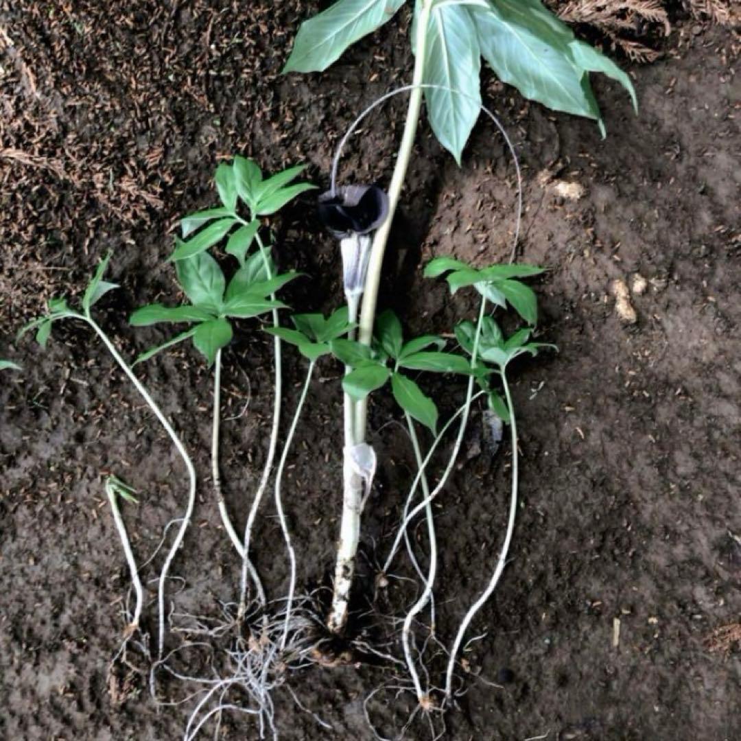 ミニウラシマソウ5.6本　浦島草　苗　 山野草　耐寒性多年草　多年草　天南星