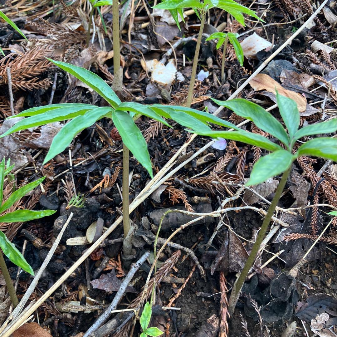 ミニウラシマソウ5.6本　浦島草　苗　 山野草　耐寒性多年草　多年草　天南星