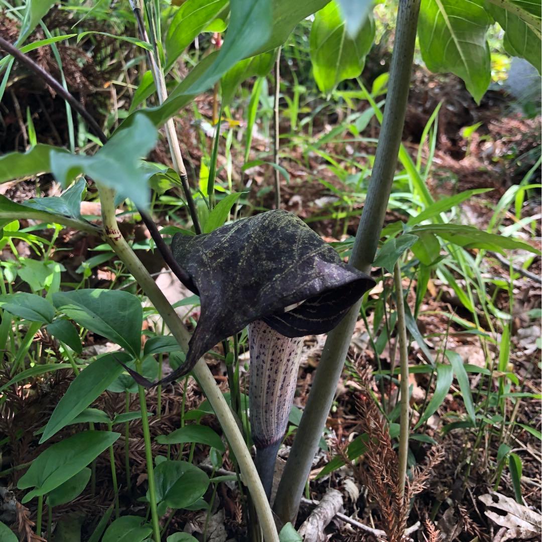 ミニウラシマソウ5.6本　浦島草　苗　 山野草　耐寒性多年草　多年草　天南星