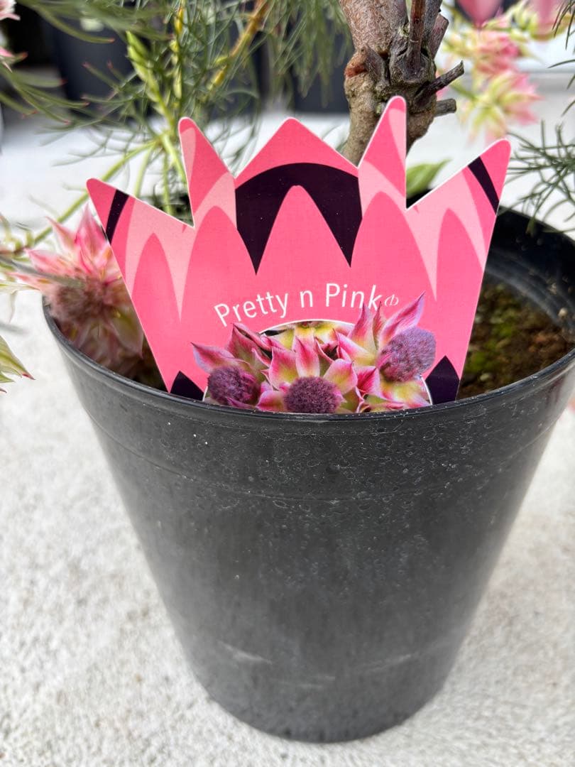 セルリア　プリティーインピンク　8号大株　1