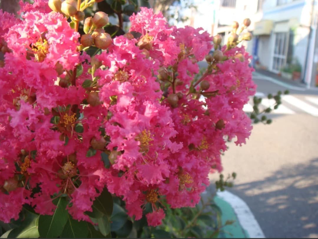 実写美⭕️【動作確認済み】SONY ソニー　Cyber-shot DSC-T70