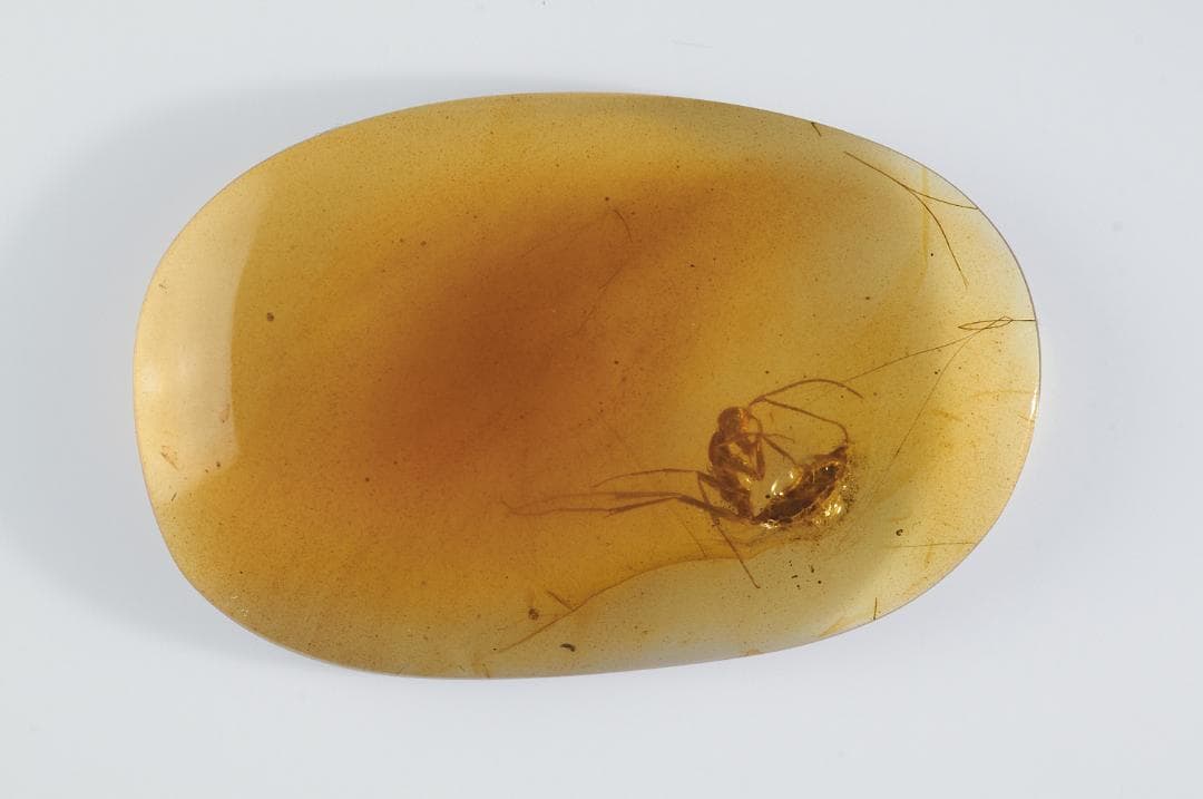 レア極上品 PA0037虫入り琥珀化石　ミャンマーカムティかタナイ9900万年前