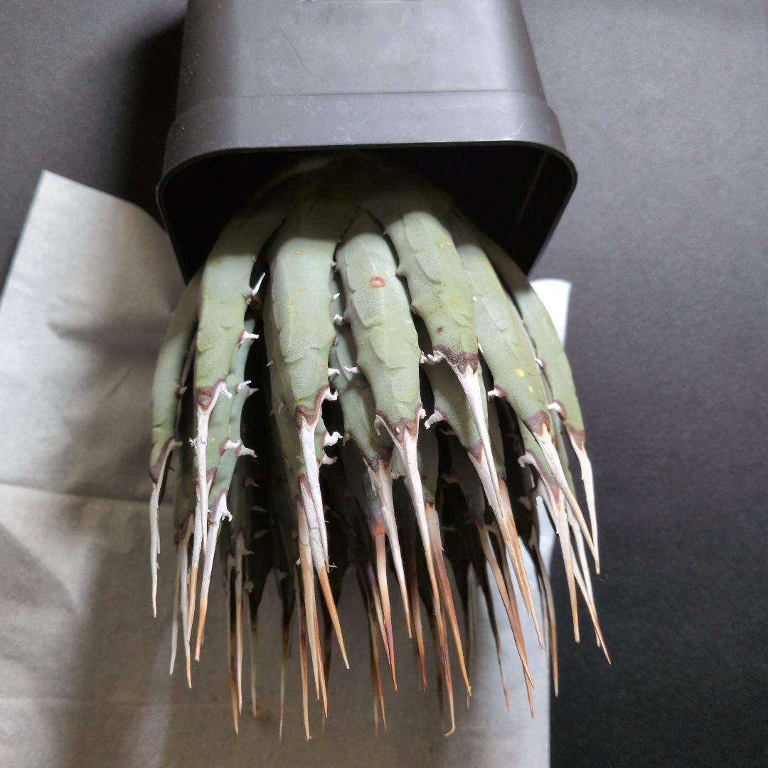 け*ん様 アガベ ユタエンシス エボリスピナ