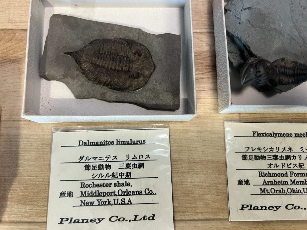 し*め様 化石 9点 / 三葉虫 カンブリア紀～デボン紀 / 産地：北米・南米