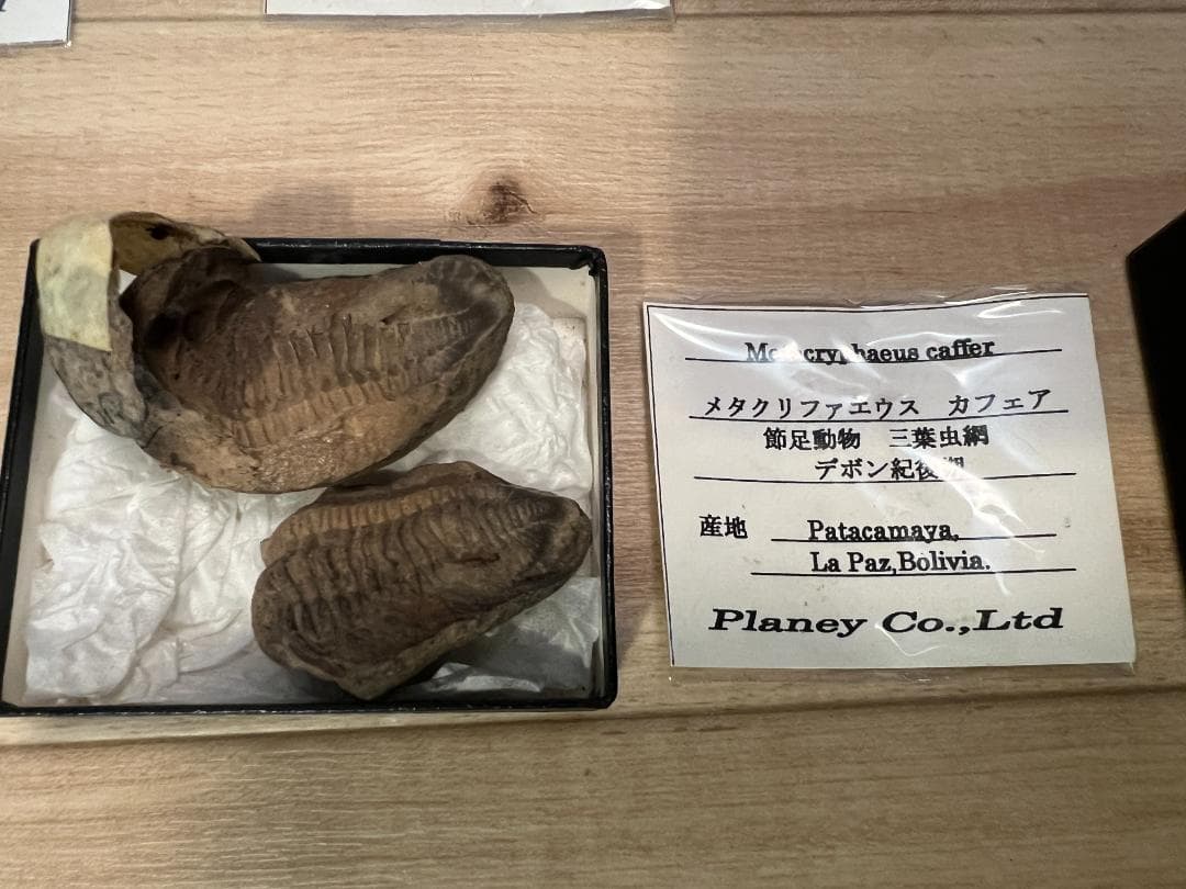 し*め様 化石 9点 / 三葉虫 カンブリア紀～デボン紀 / 産地：北米・南米