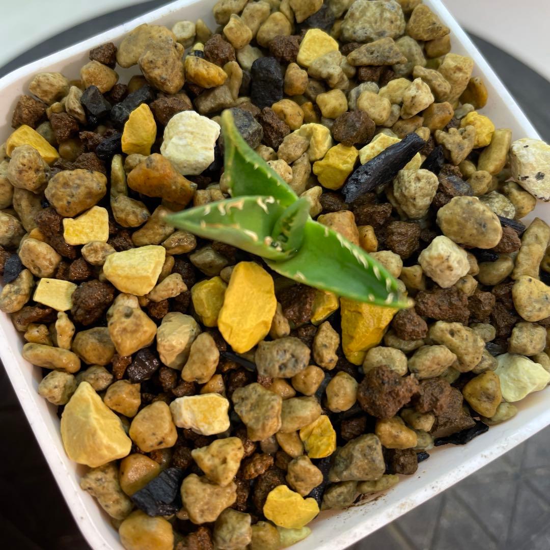 アガベ　ハイブリッド　 妖炎姬嚴龍　エボリスピナ×チタノタ　特選親株の直子