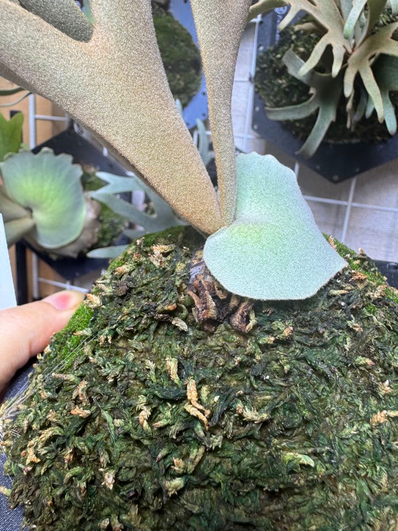 grace willinckii nook dwarf ビカクシダ