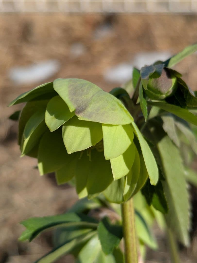 ウィンターシンフォニー クリスマスローズ【原種系ライトグリーンdd】カップ咲き