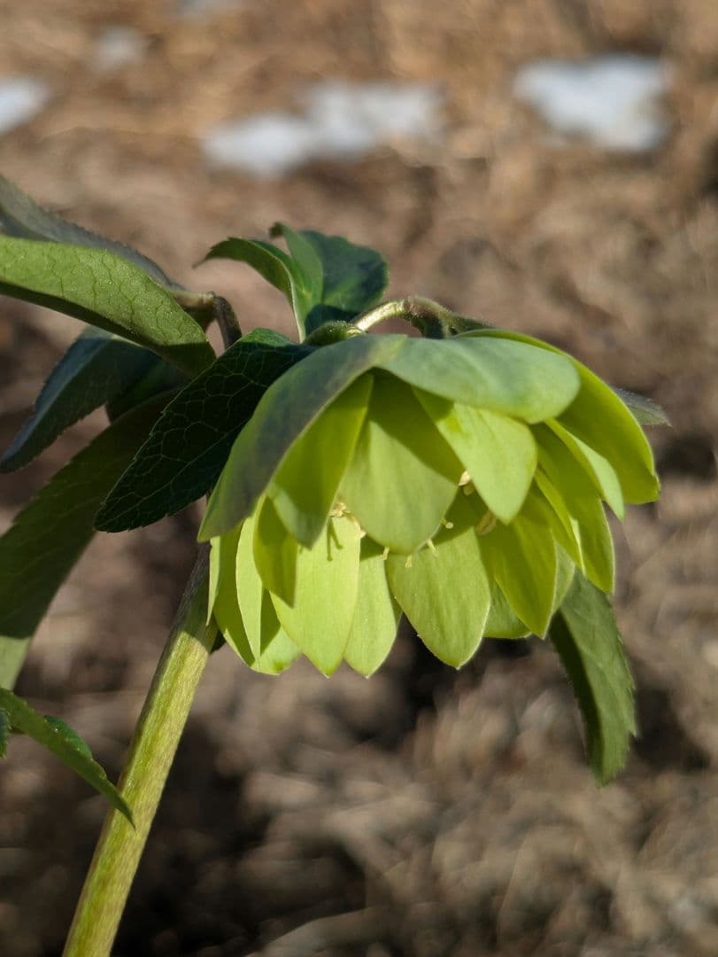 ウィンターシンフォニー クリスマスローズ【原種系ライトグリーンdd】カップ咲き