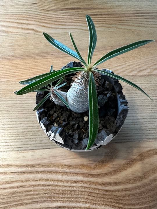 konect fang ×グラキリス