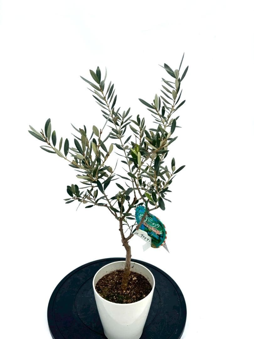 オリーブの木　アメリカン　5号　約65cm　NO.842　希少品種　現品掲載