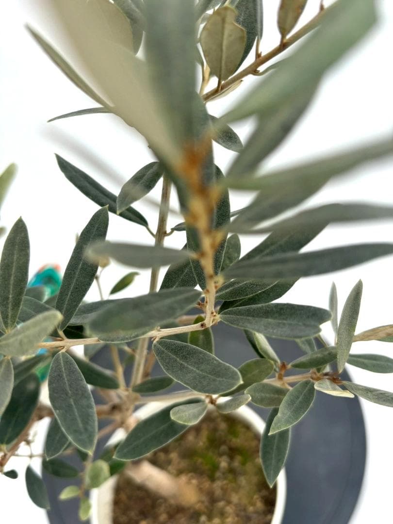 オリーブの木　アメリカン　5号　約65cm　NO.842　希少品種　現品掲載
