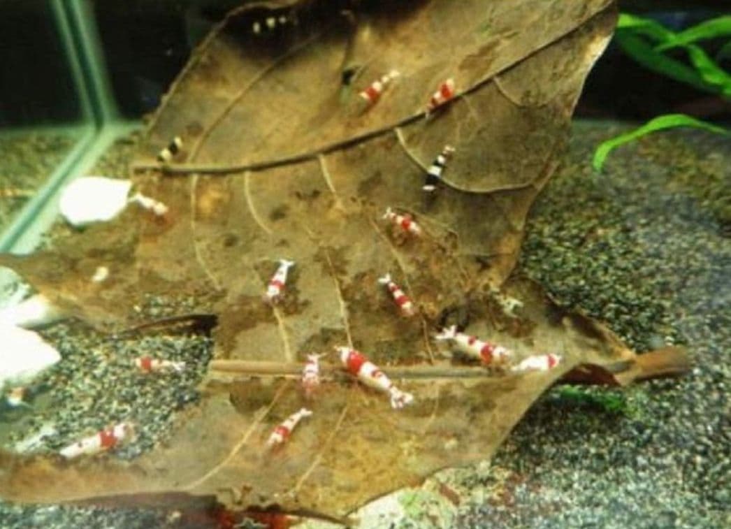 とし　大小様々　無農薬マジックリーフ　天然ももたまな葉　1000　枚