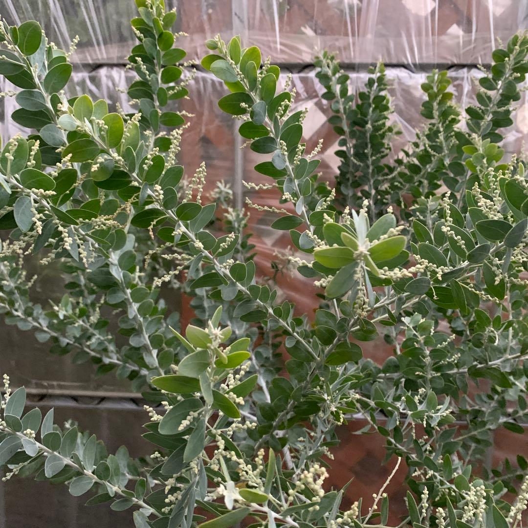 パールアカシア　樹形抜群　大量花芽つき　来春開花　大苗　ミモザ